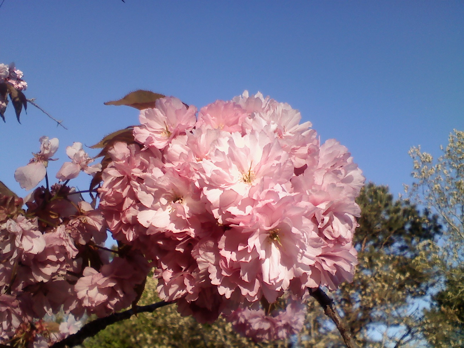 Spring flowers