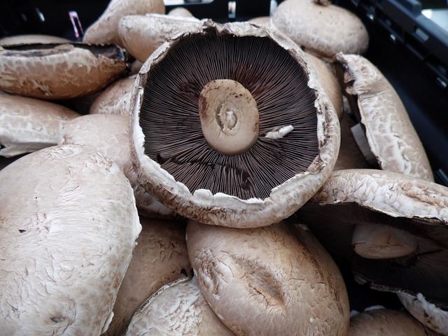 Stuffed & Sexy Portobello Mushroom Caps