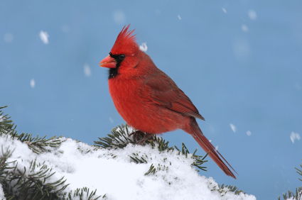 Male Northern Cardinal (cardinalis cardinalis) on a Spruce branch covered with snow falling