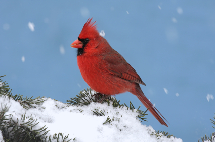 Winter cardinal